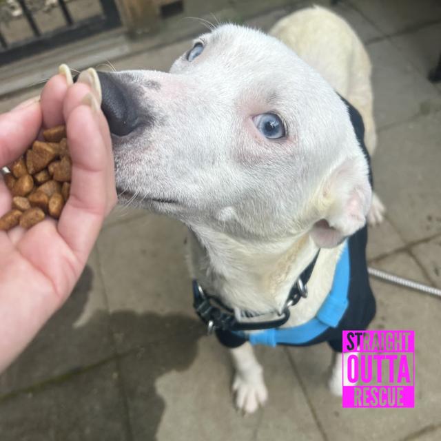 Tova, a ADOPTABLE mixed breed in Vancouver, BC image 2/4