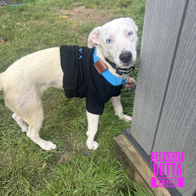 Tova, a ADOPTABLE mixed breed in Vancouver, BC image 1/4