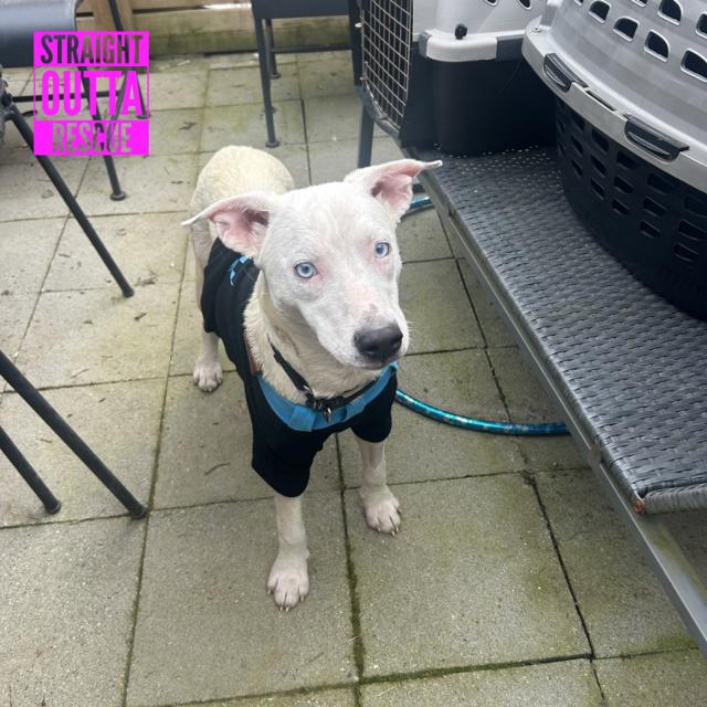 Tova, a ADOPTABLE mixed breed in Vancouver, BC image 3/4