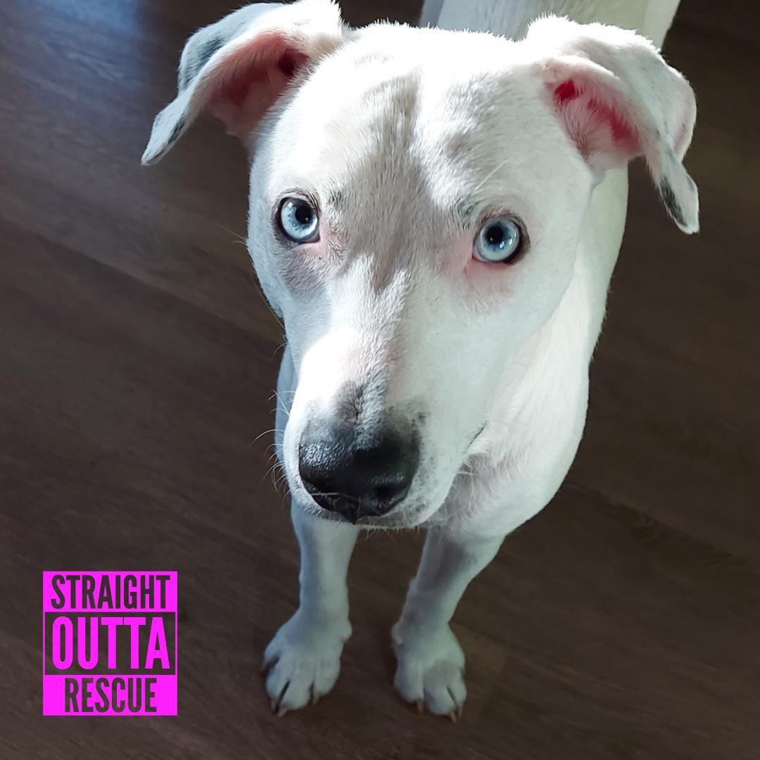 Tova, a ADOPTABLE mixed breed in Vancouver, BC image 1/6
