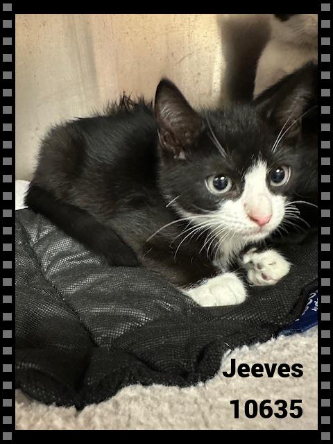 JEEVES