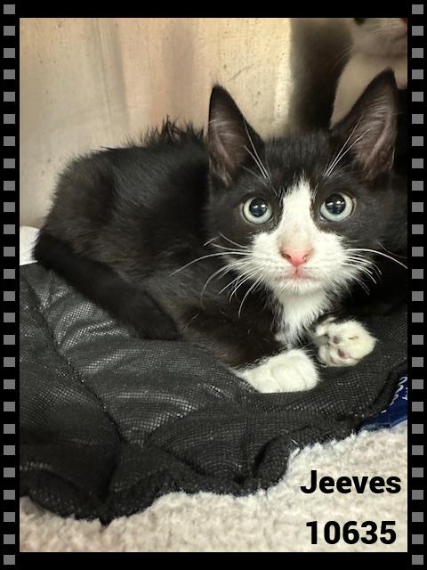 JEEVES