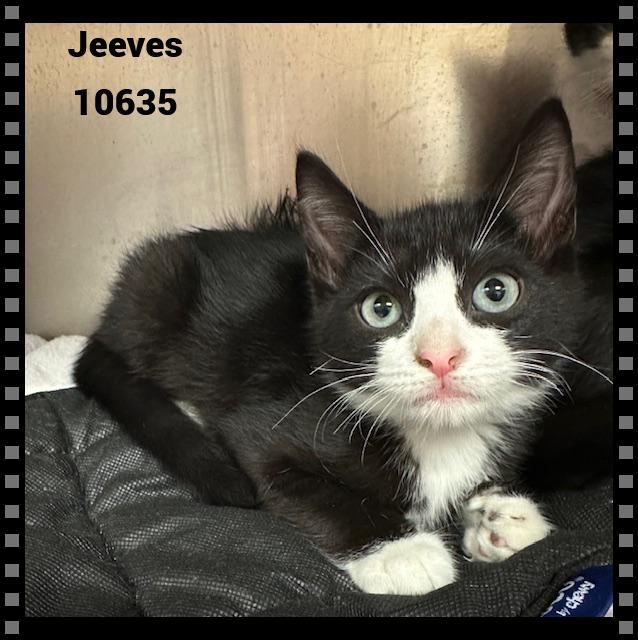 JEEVES