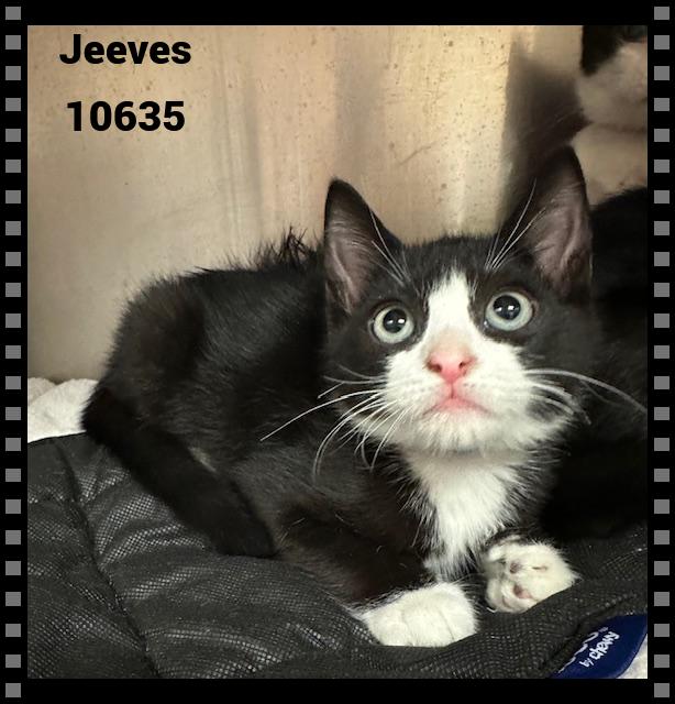 JEEVES