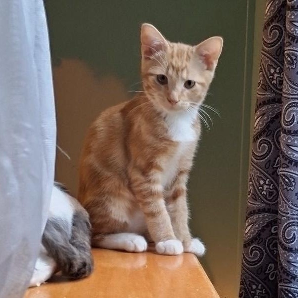 Oliver