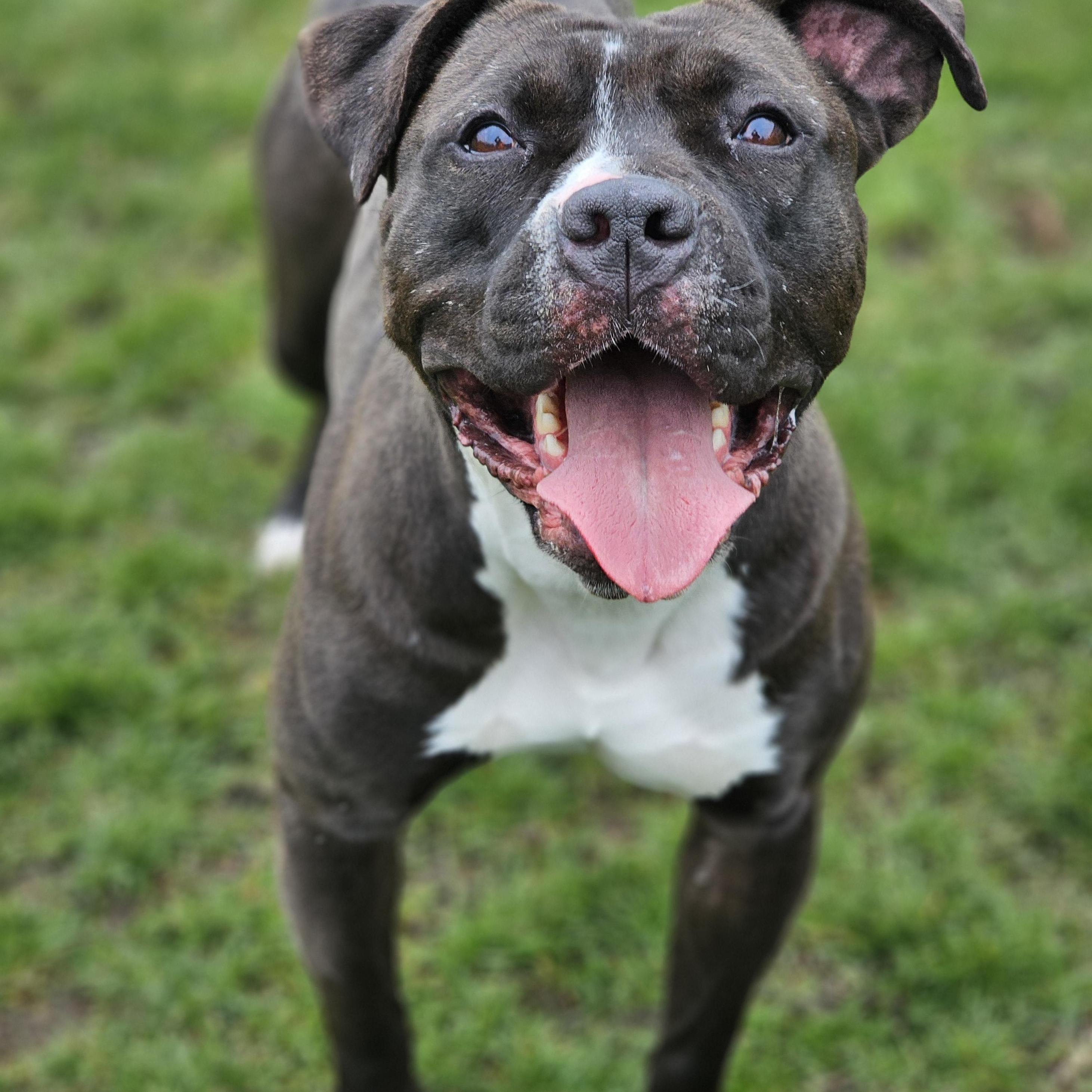 Enlarge Poppy, a ADOPTABLE mixed breed in Bowmanville, ON image 2/3