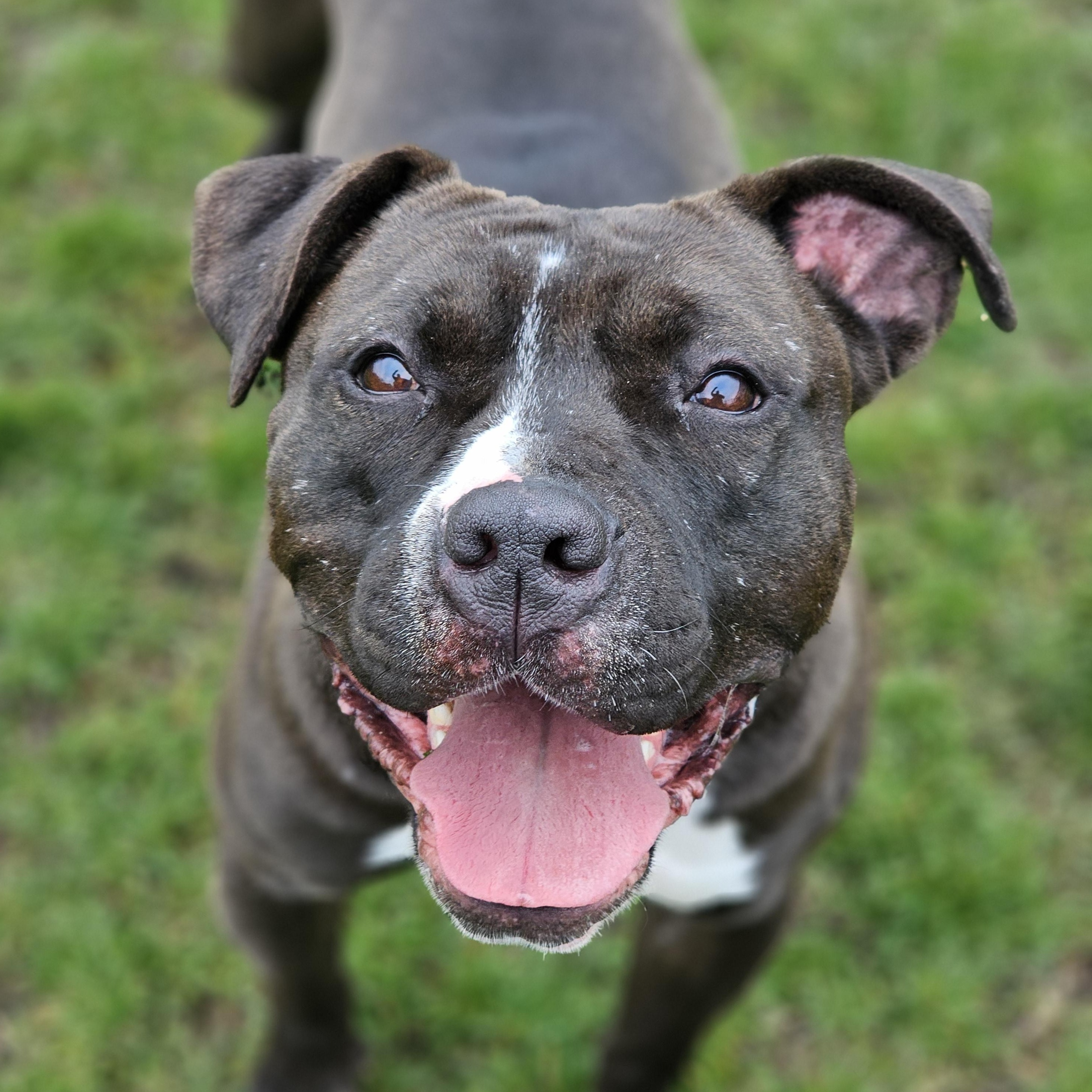 Enlarge Poppy, a ADOPTABLE mixed breed in Bowmanville, ON image 3/3