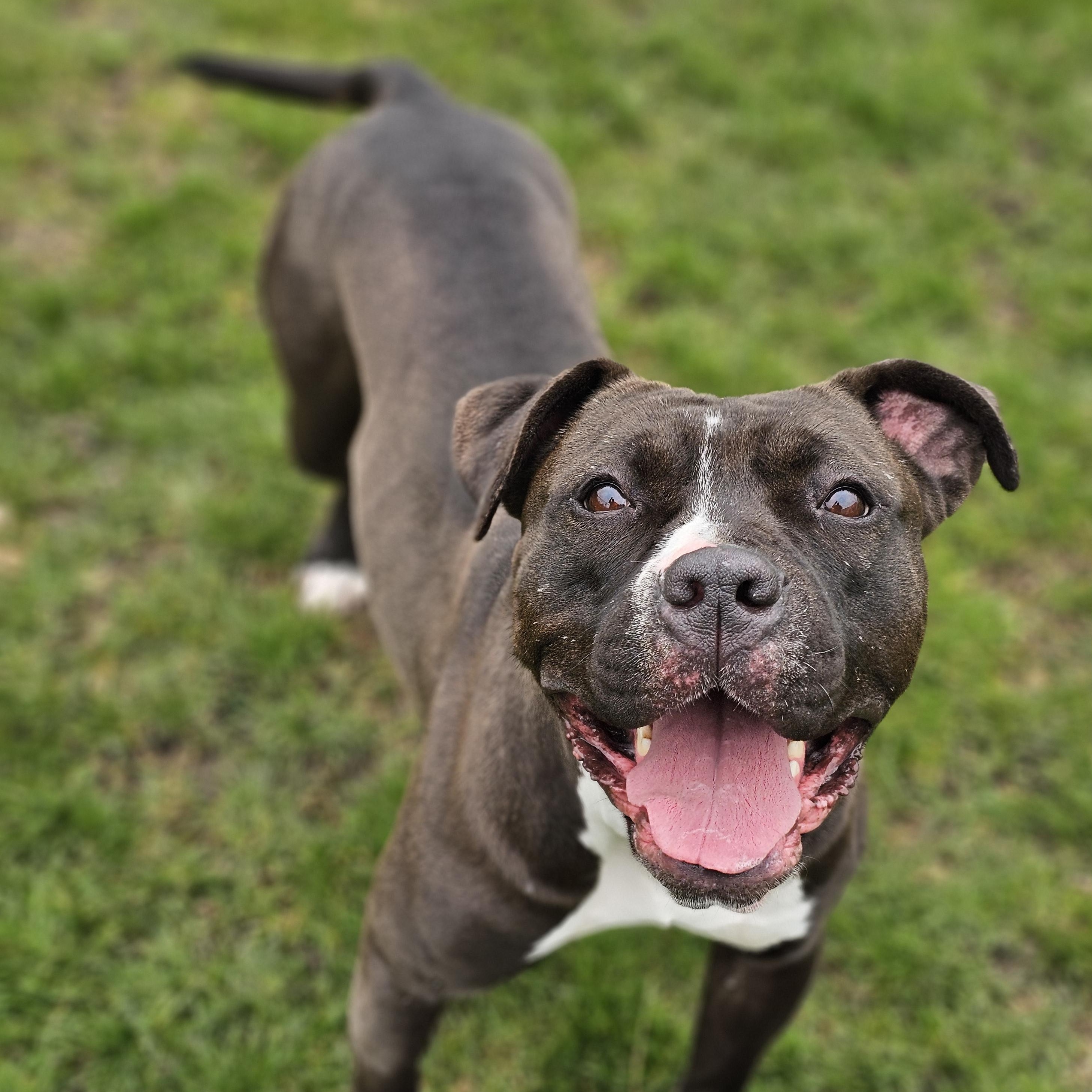 Poppy, ADOPTABLE, Adult Female American Bulldog.