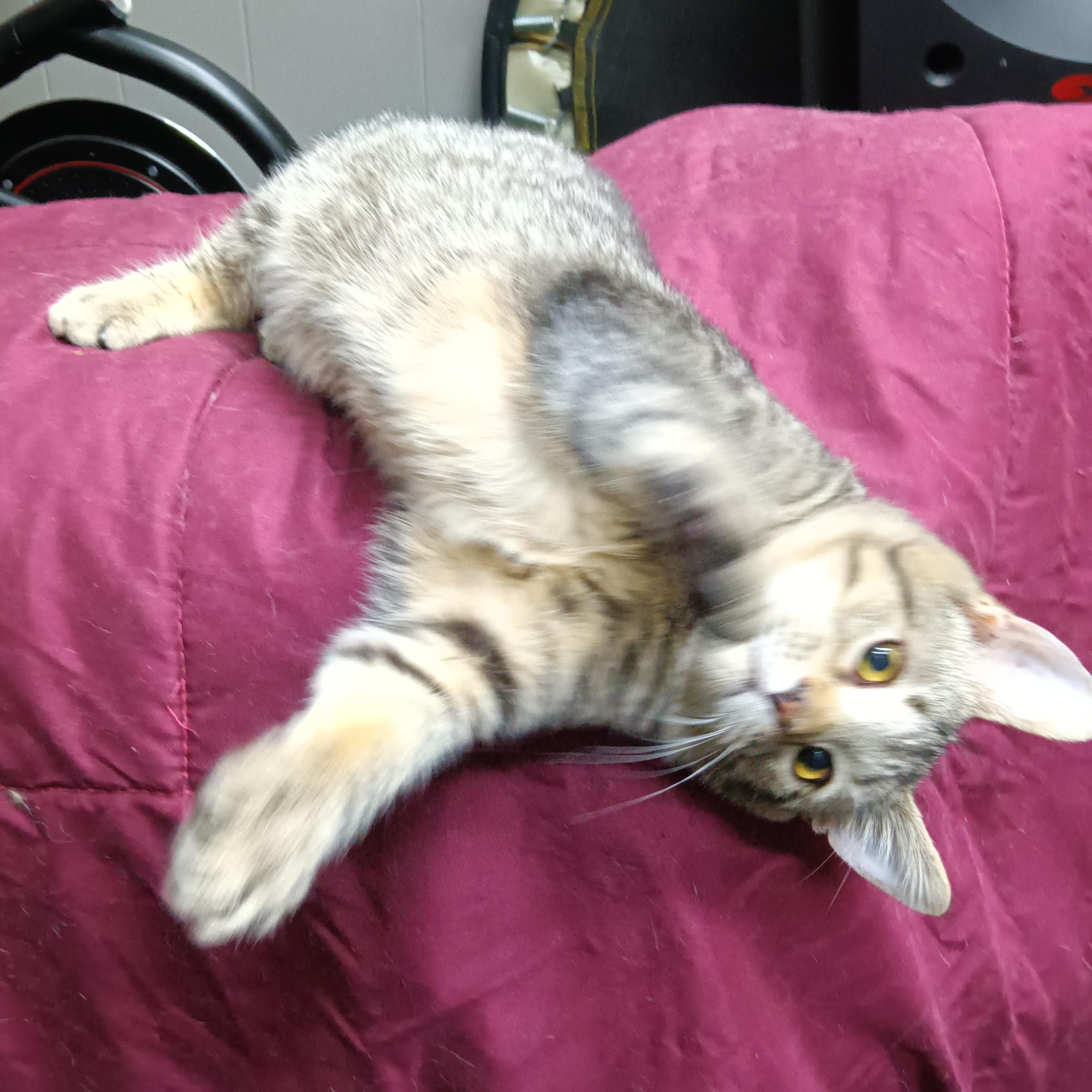 Enlarge Marshall, a Adoptable Domestic Short Hair in Greenwood, IN image 2/2