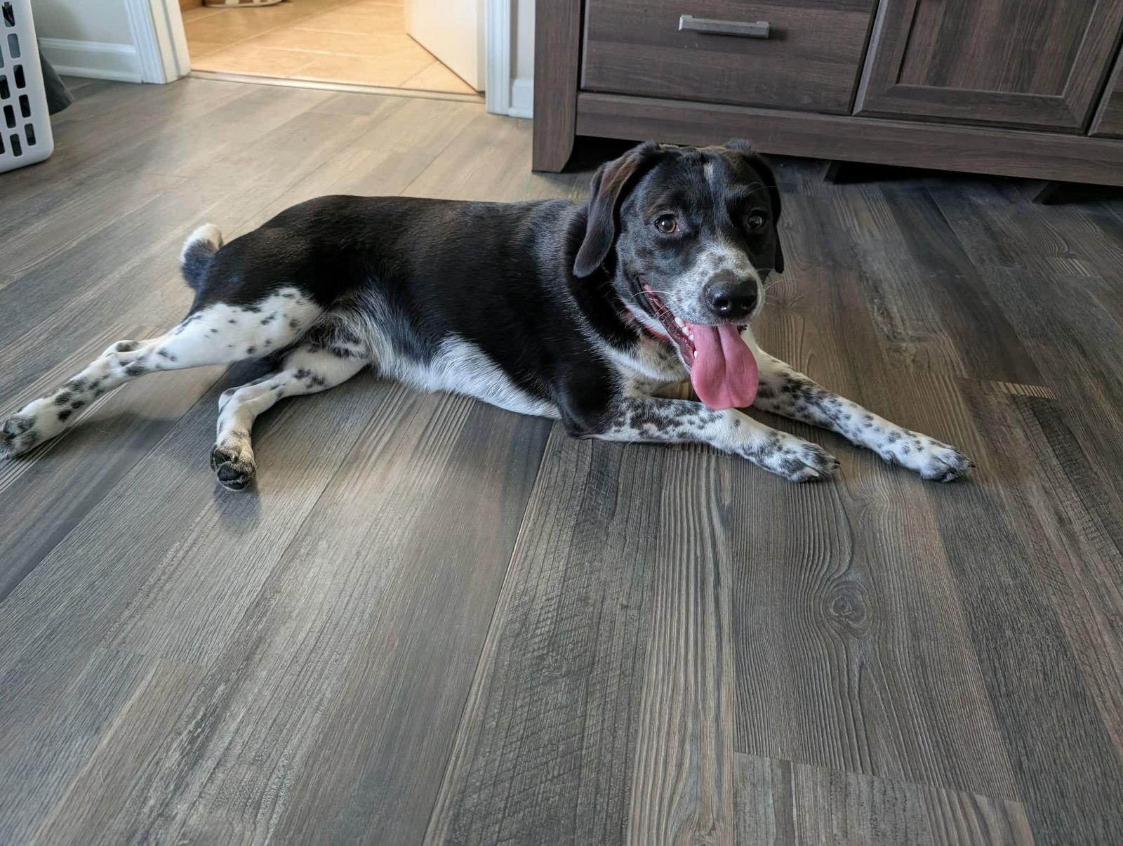 Ranger, a Adopted mixed breed in Clinton, MI image 2/3