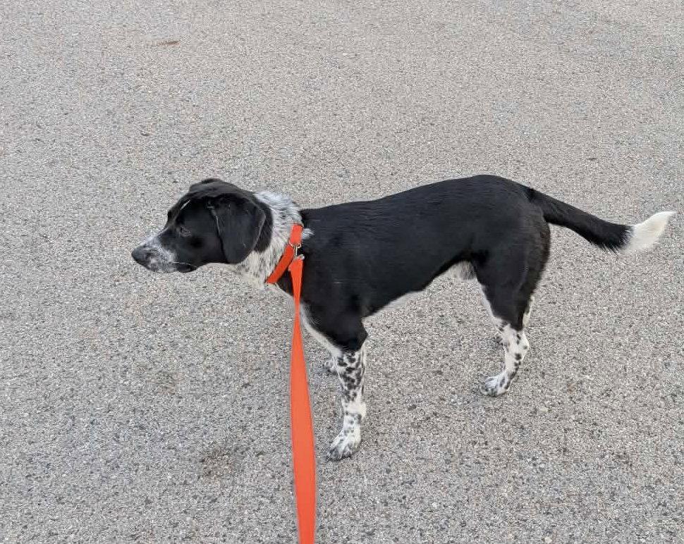 Ranger, a Adopted mixed breed in Clinton, MI image 3/3