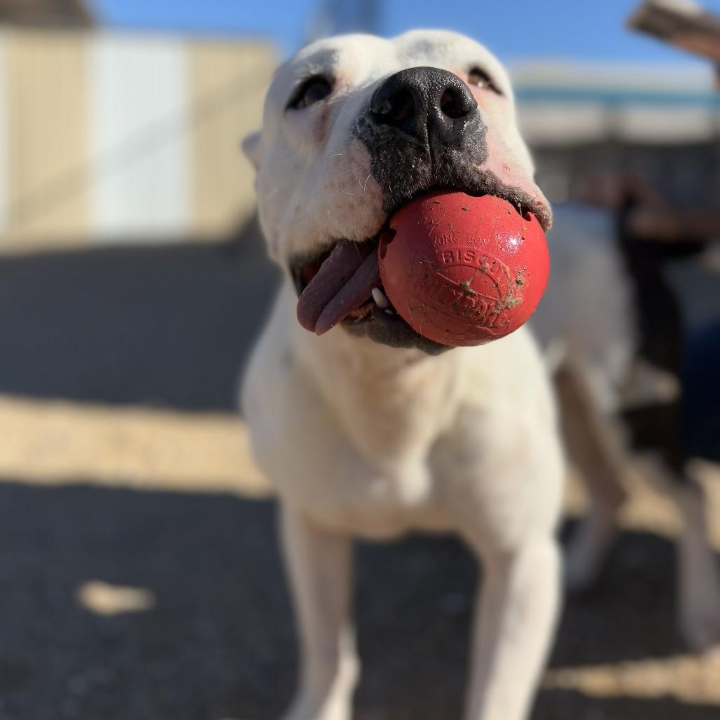 Enlarge Franklin, a Adoptable mixed breed in Wickenburg, AZ image 1/6