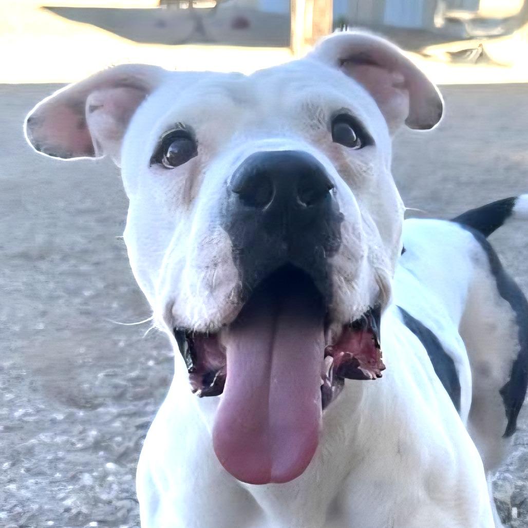 Enlarge Franklin, a Adoptable mixed breed in Wickenburg, AZ image 2/6