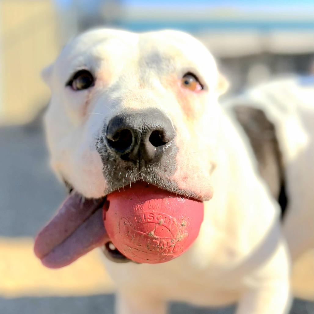 Enlarge Franklin, a Adoptable mixed breed in Wickenburg, AZ image 4/6