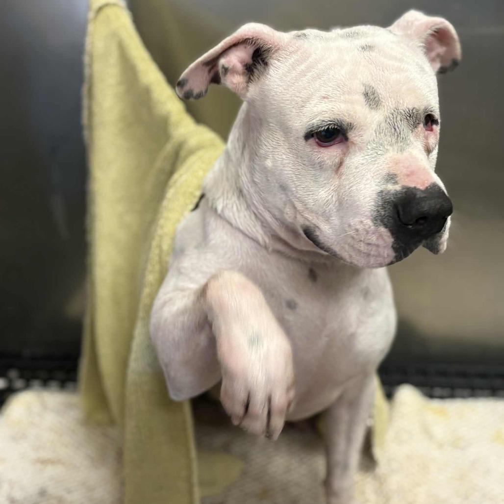 Enlarge Franklin, a Adoptable mixed breed in Wickenburg, AZ image 5/6