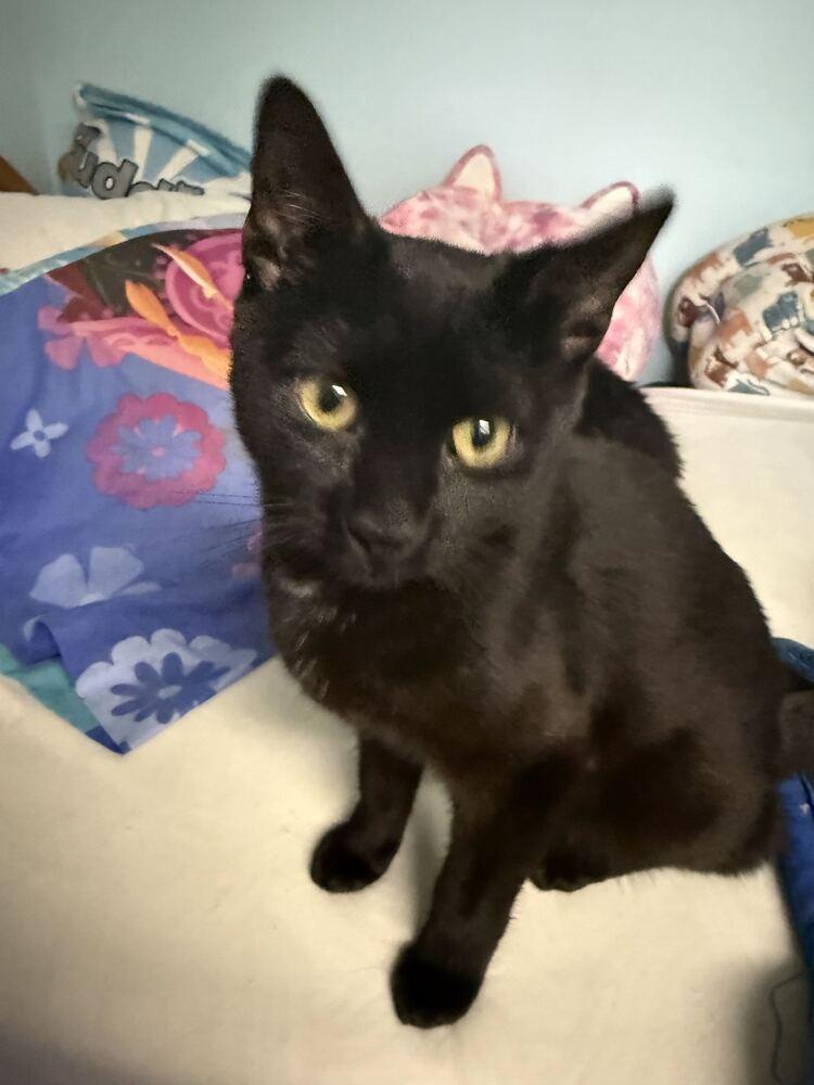 Kevin, Adoptable, Kitten Male Domestic Short Hair.