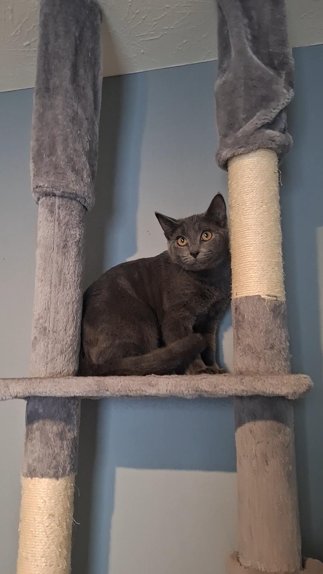 Eva, an adopted Domestic Short Hair in BUTLER, PA image 4/6