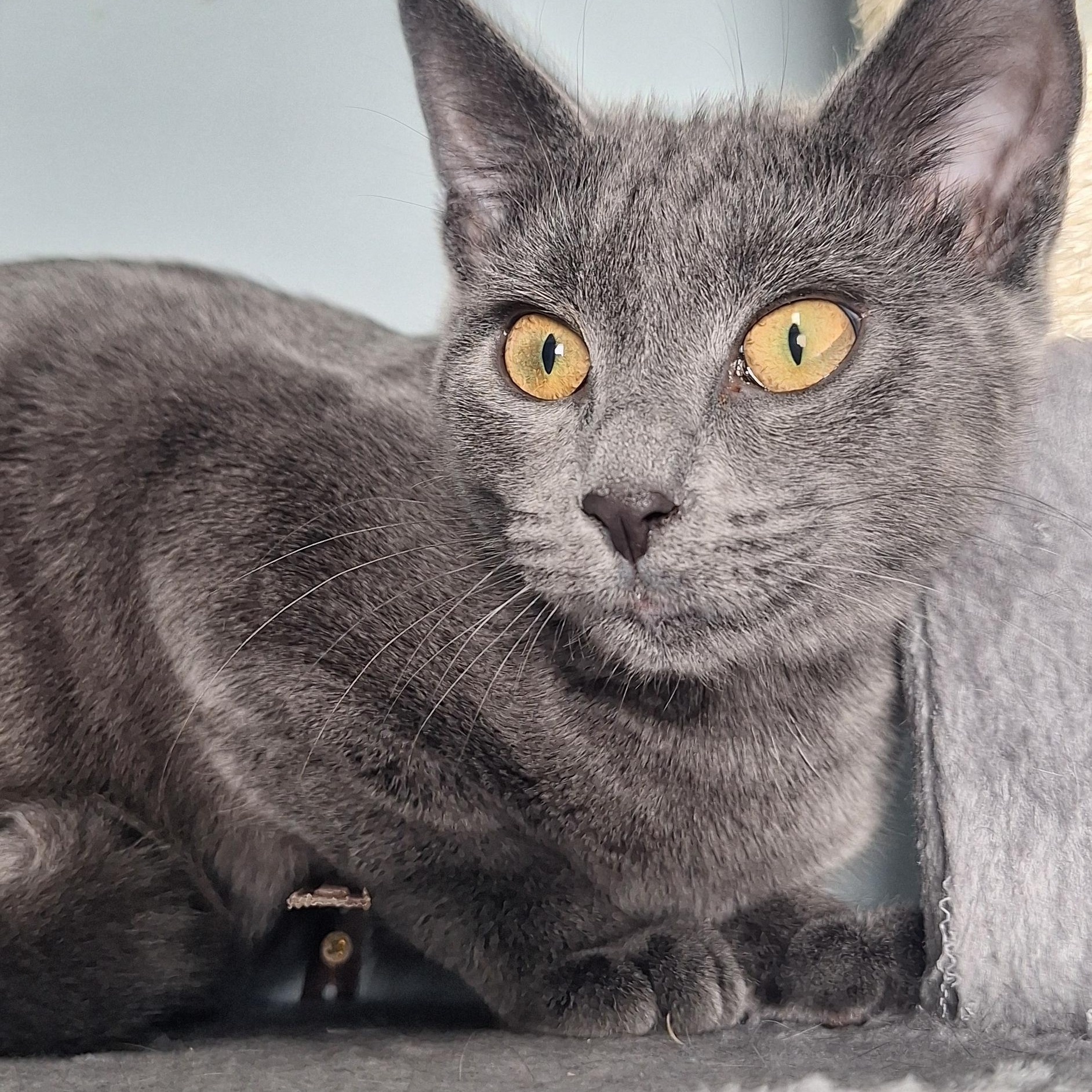 Eva, an adopted Domestic Short Hair in BUTLER, PA image 2/6