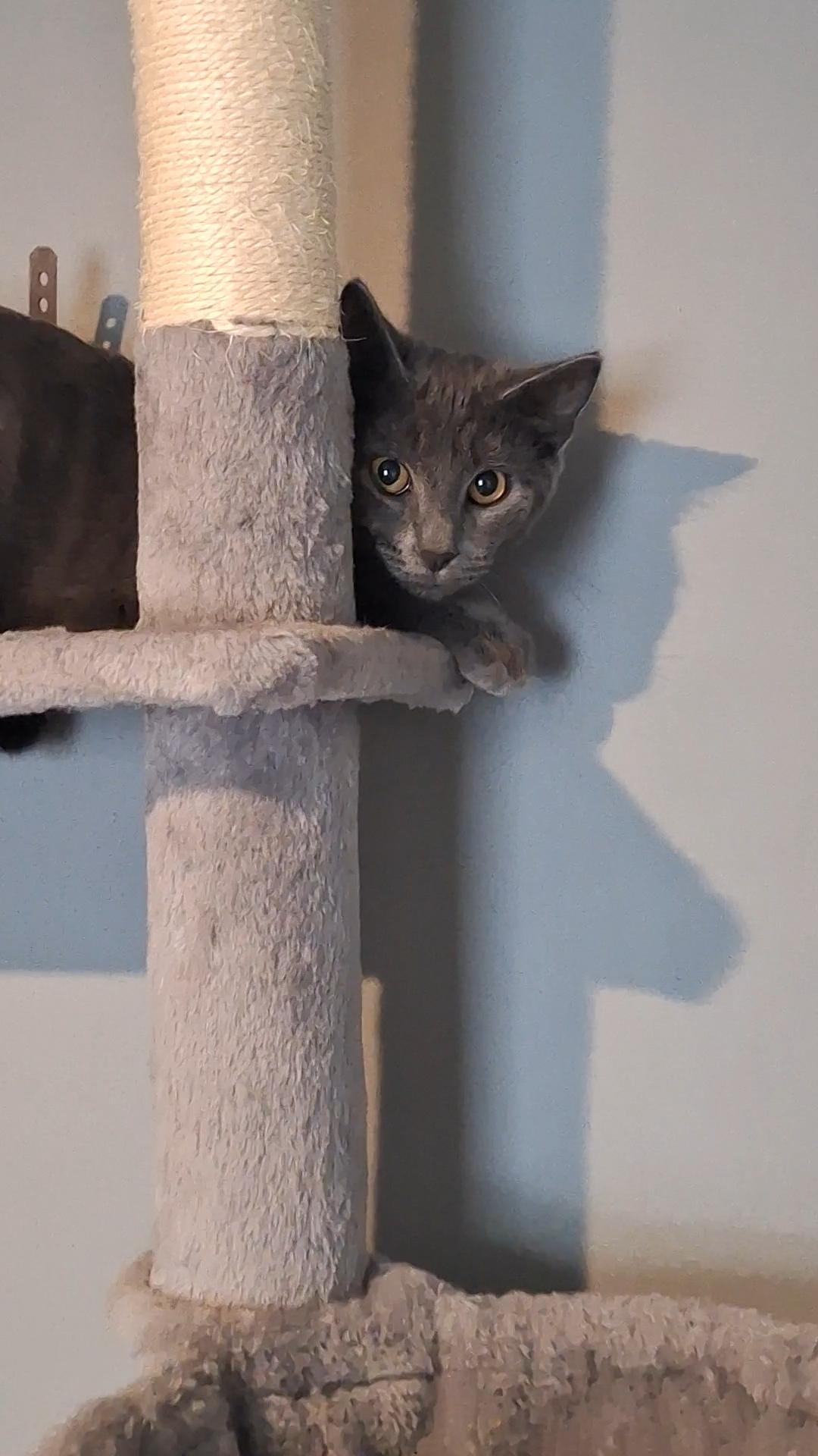 Eva, an adopted Domestic Short Hair in BUTLER, PA image 5/6