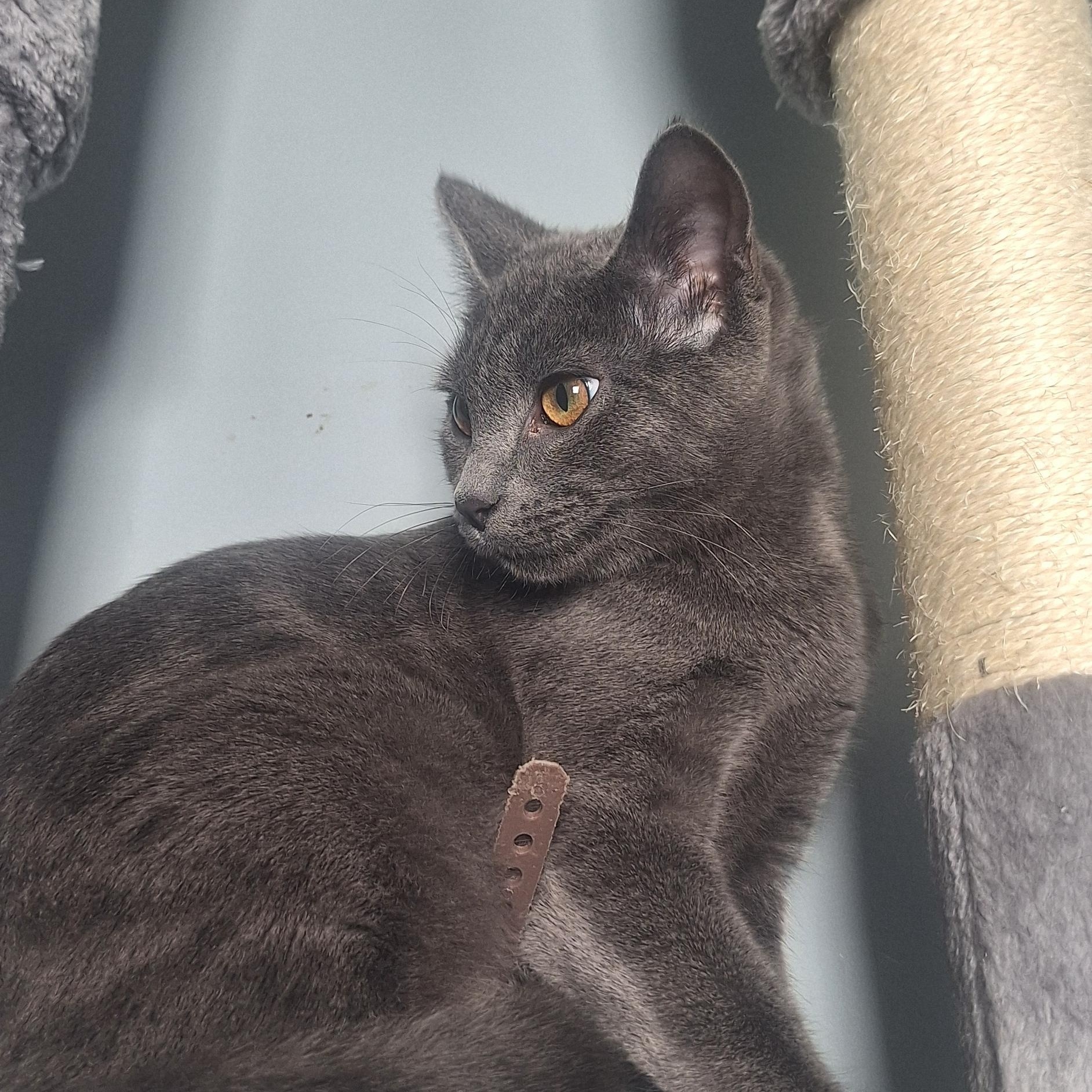 Eva, an adopted Domestic Short Hair in BUTLER, PA image 3/6