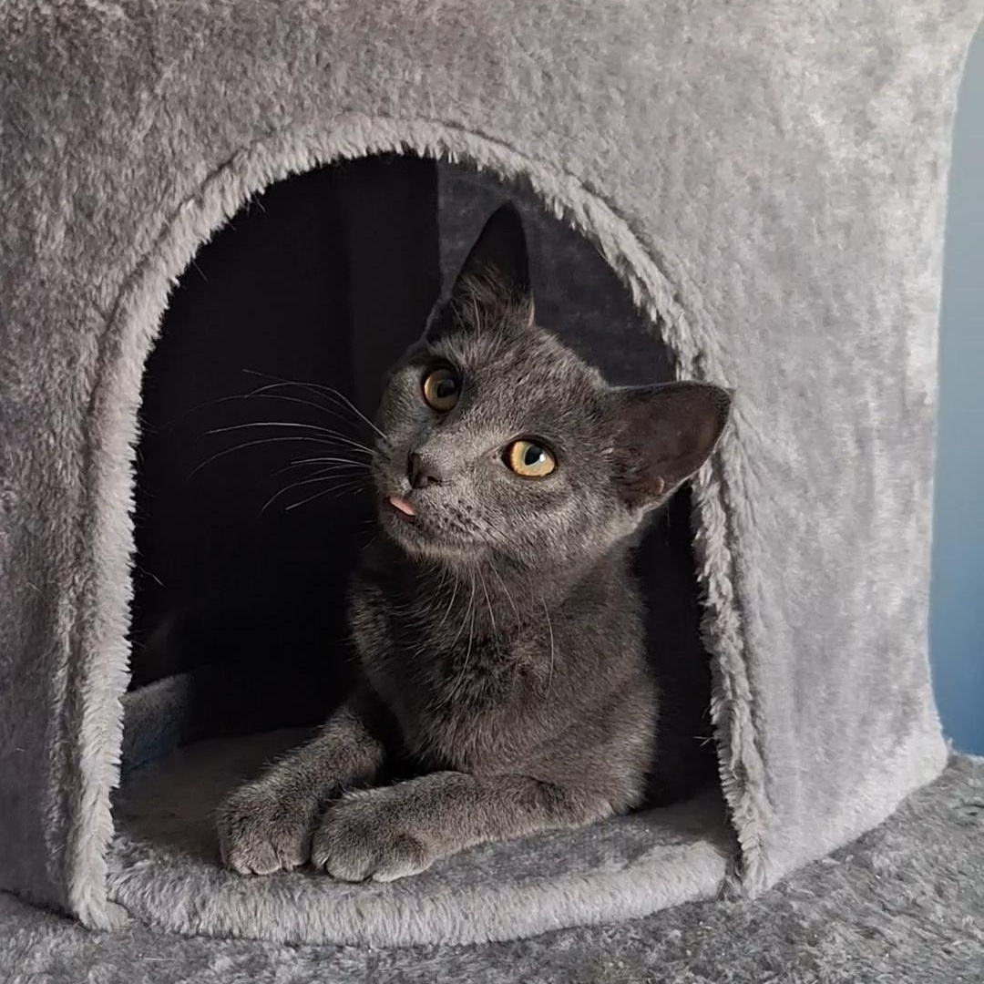 Eva, an adopted Domestic Short Hair in BUTLER, PA image 1/6