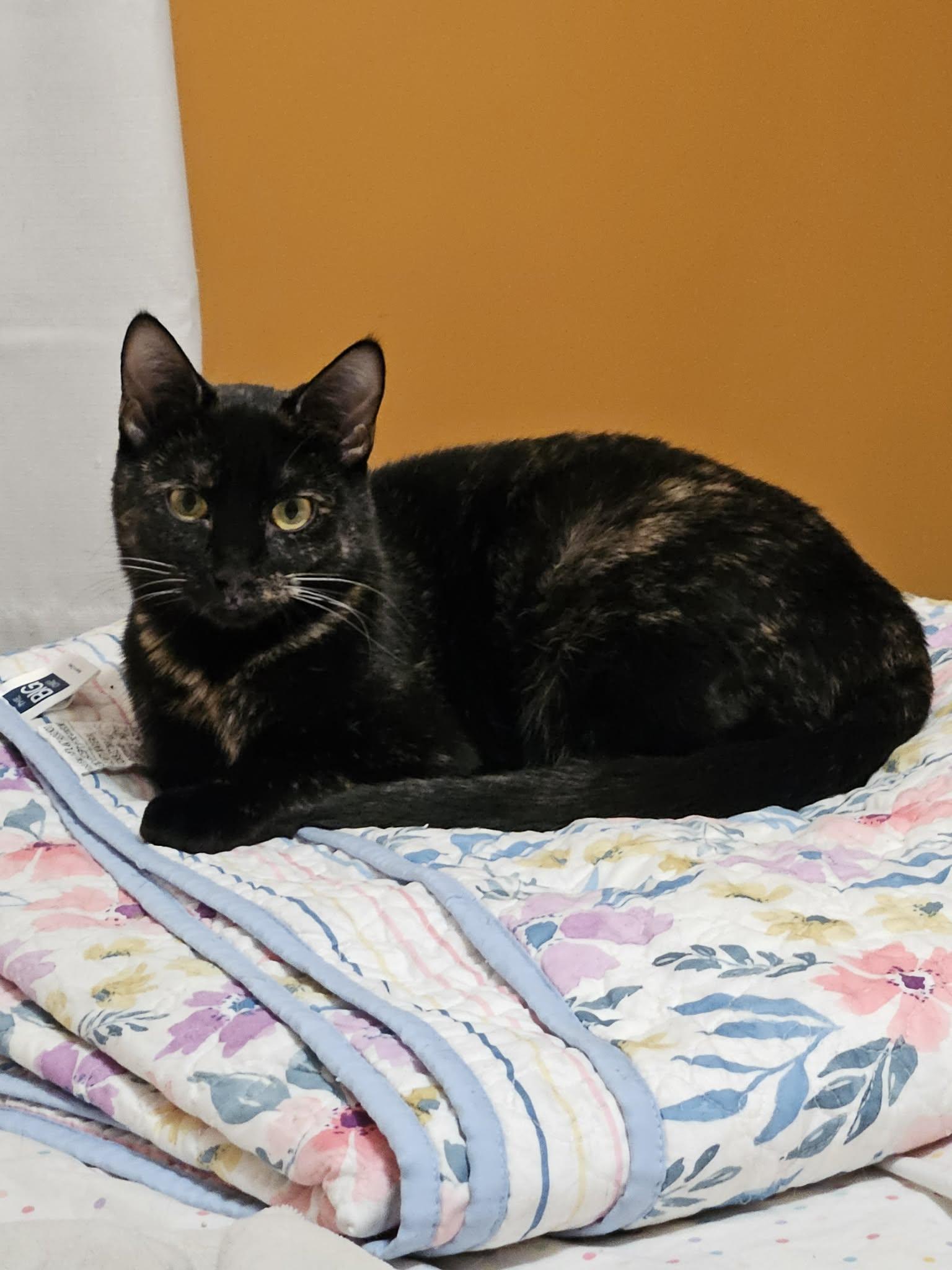 Poison Ivy, ADOPTABLE, Adult Female Domestic Short Hair.