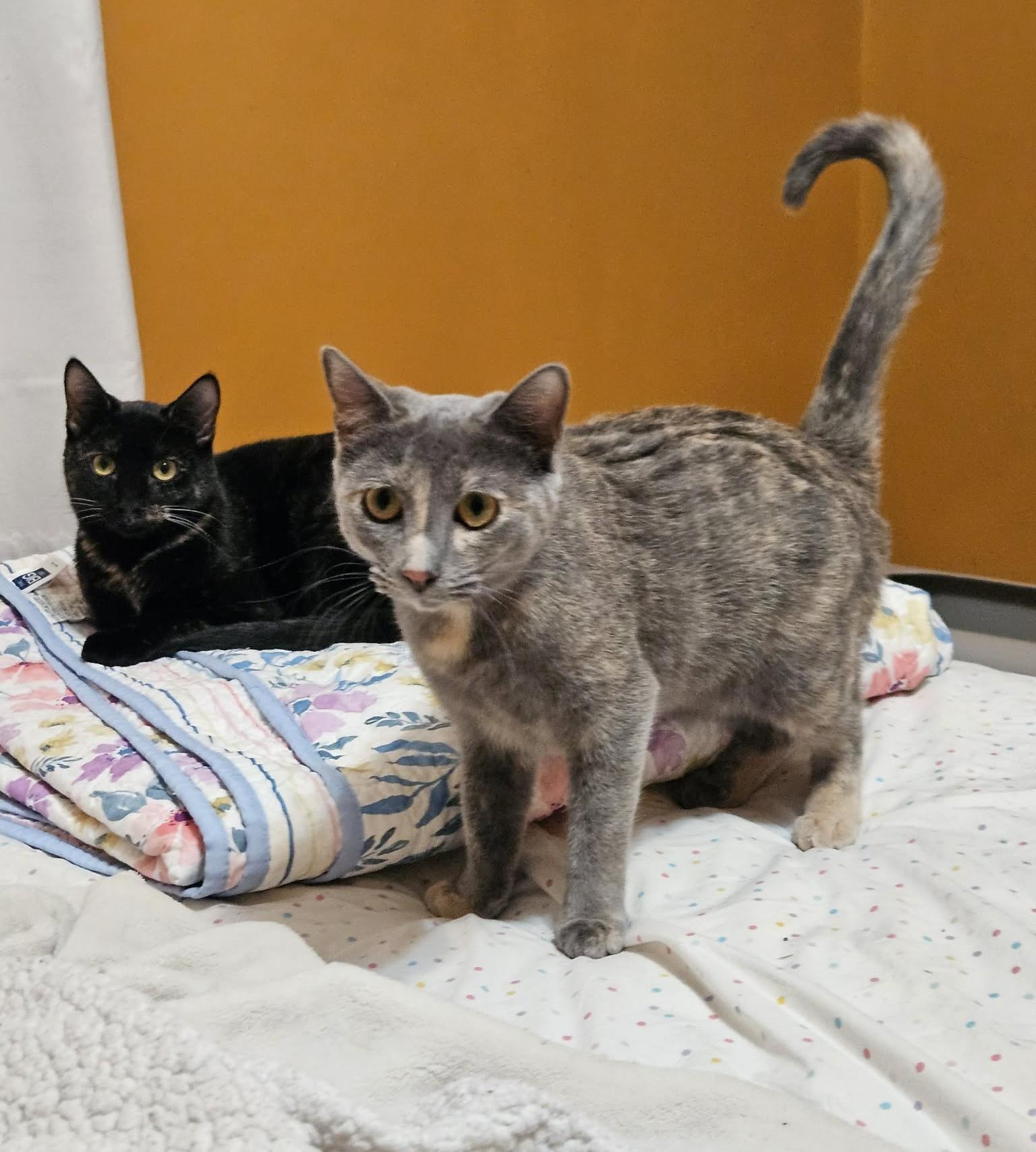 Poison Ivy, a ADOPTABLE Domestic Short Hair in Overland Park, KS image 2/3