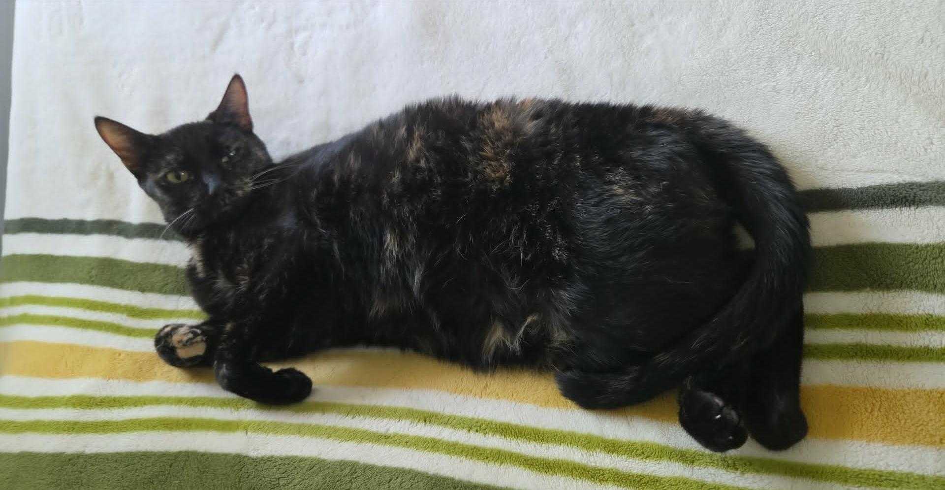 Poison Ivy, a ADOPTABLE Domestic Short Hair in Overland Park, KS image 3/3