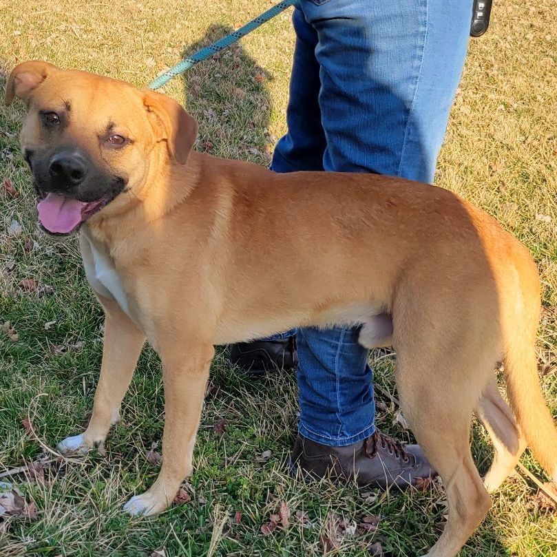 Tucker, Adopted, Young Male German Shepherd Dog.
