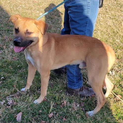 Tucker, a Adopted mixed breed in Lincoln, IL image 2/2