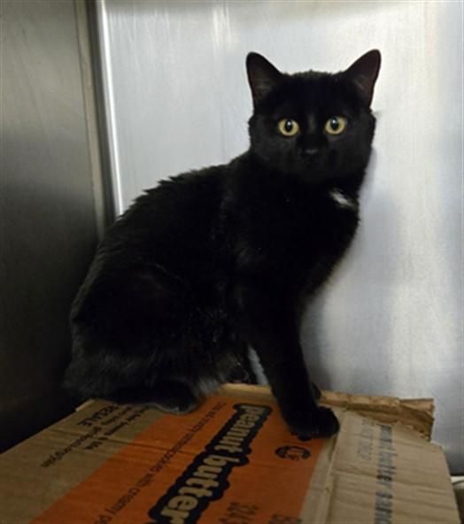 OPHELIA, Adoptable, Young Female Domestic Short Hair.