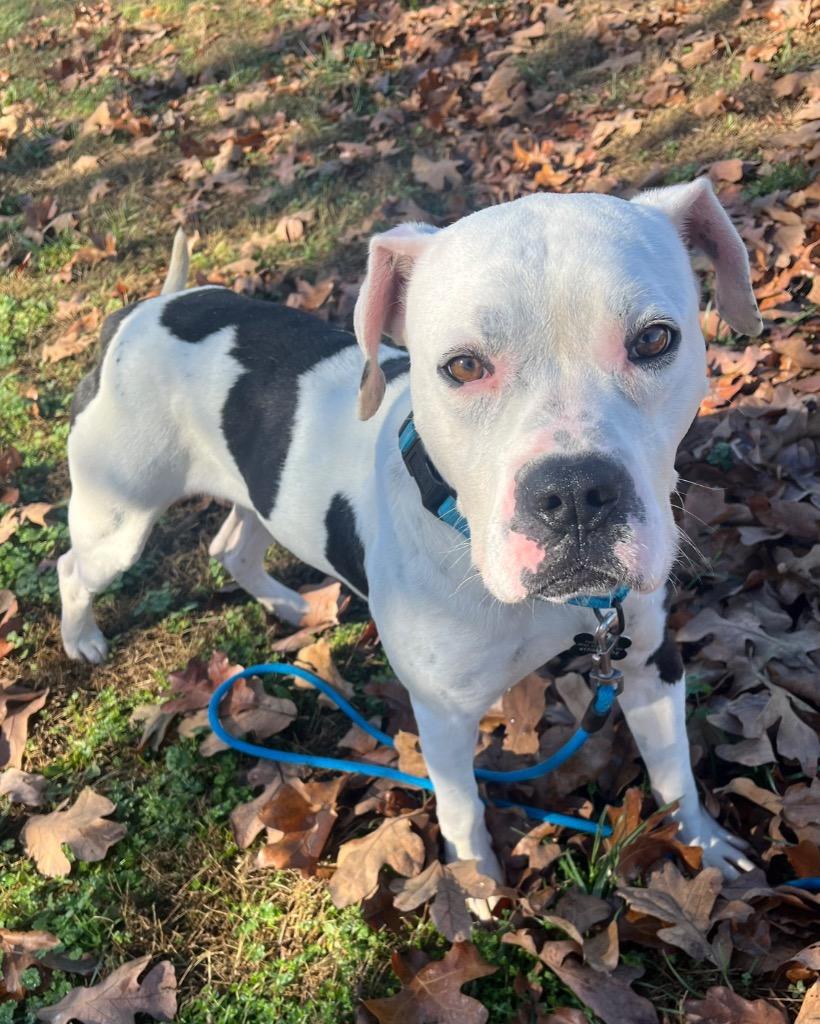 Angus, Adoptable, Adult Male American Bulldog & Mixed Breed.