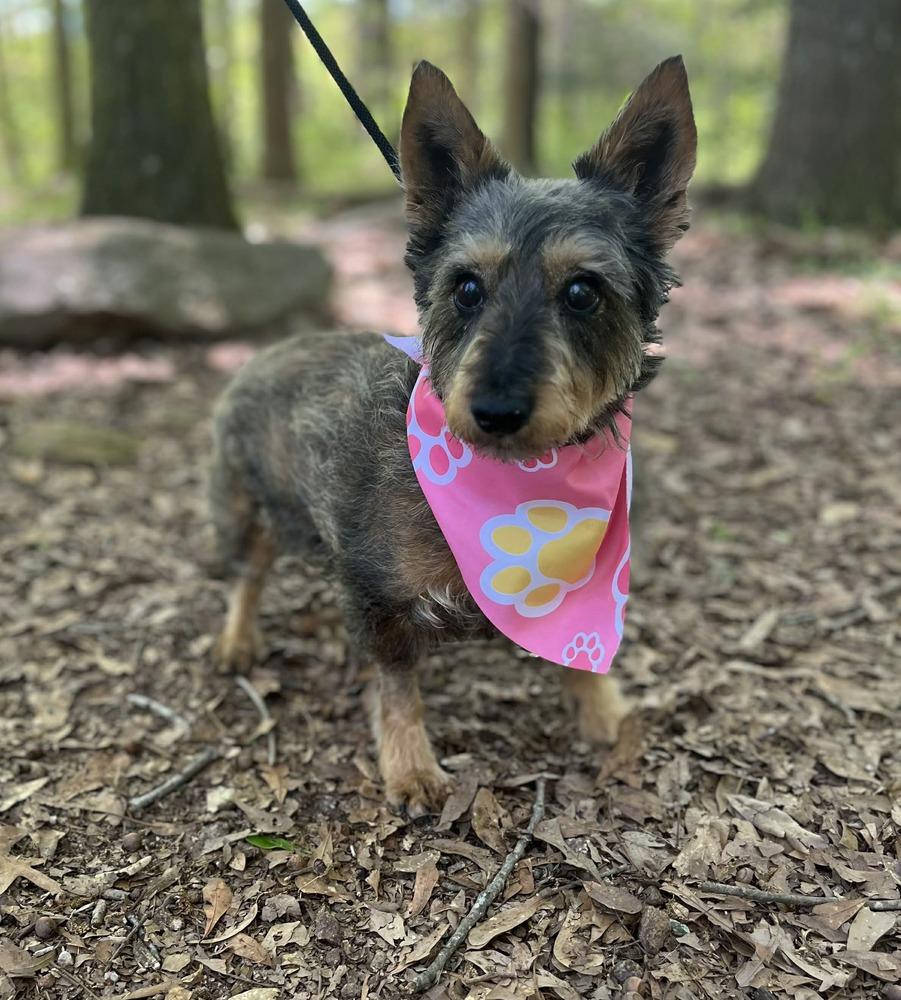 Enlarge Sadie, a Adoptable Terrier in Wayne, NJ image 1/1