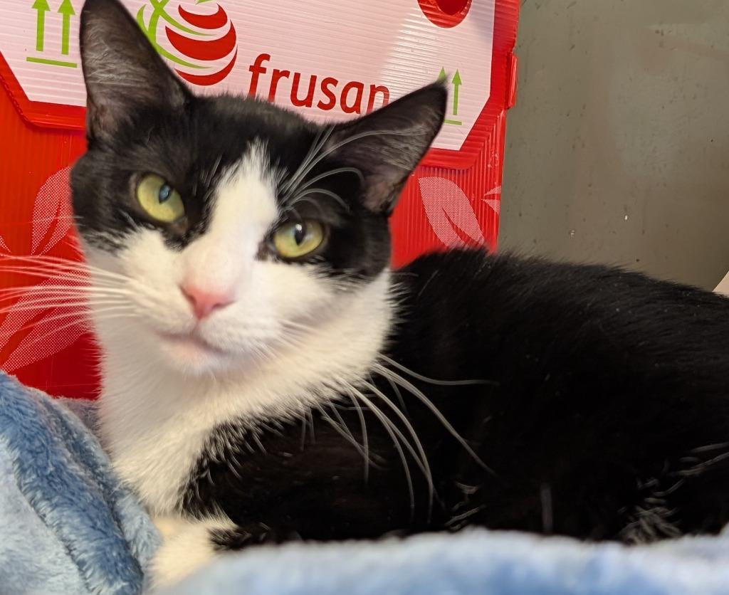 Delphi Maria, a Adoptable mixed breed in Windsor, CT image 2/3