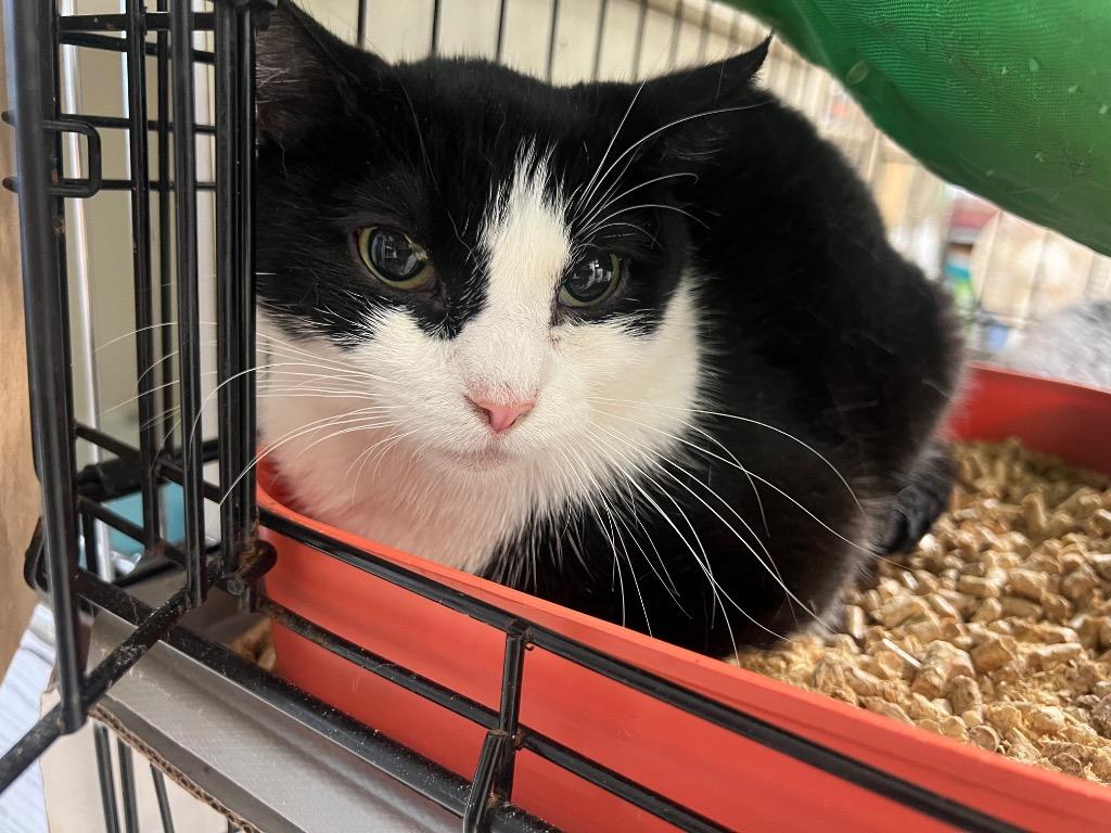 Delphi Maria, a Adoptable mixed breed in Windsor, CT image 3/3