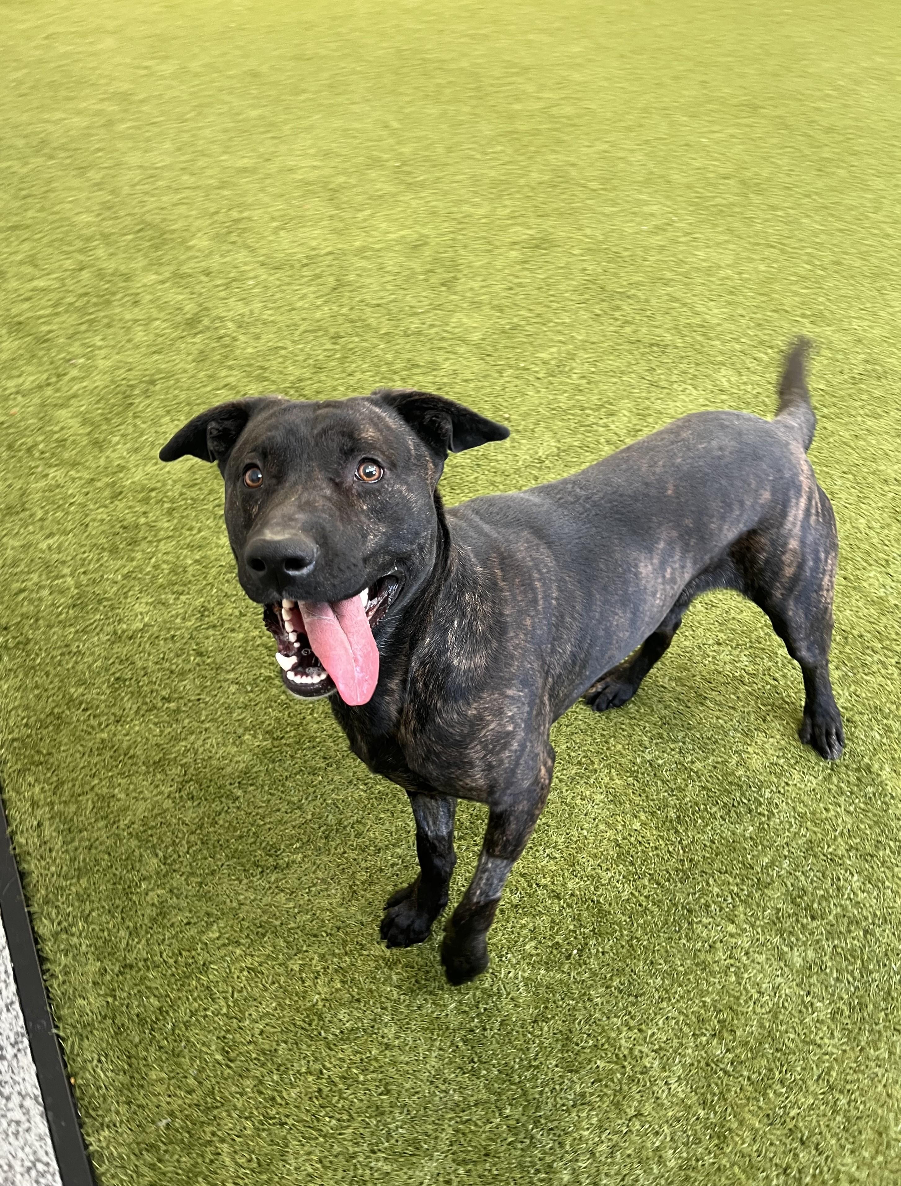 Prince- Long Timer Special!, adoptable, Adult Male Labrador Retriever & Mixed Breed.