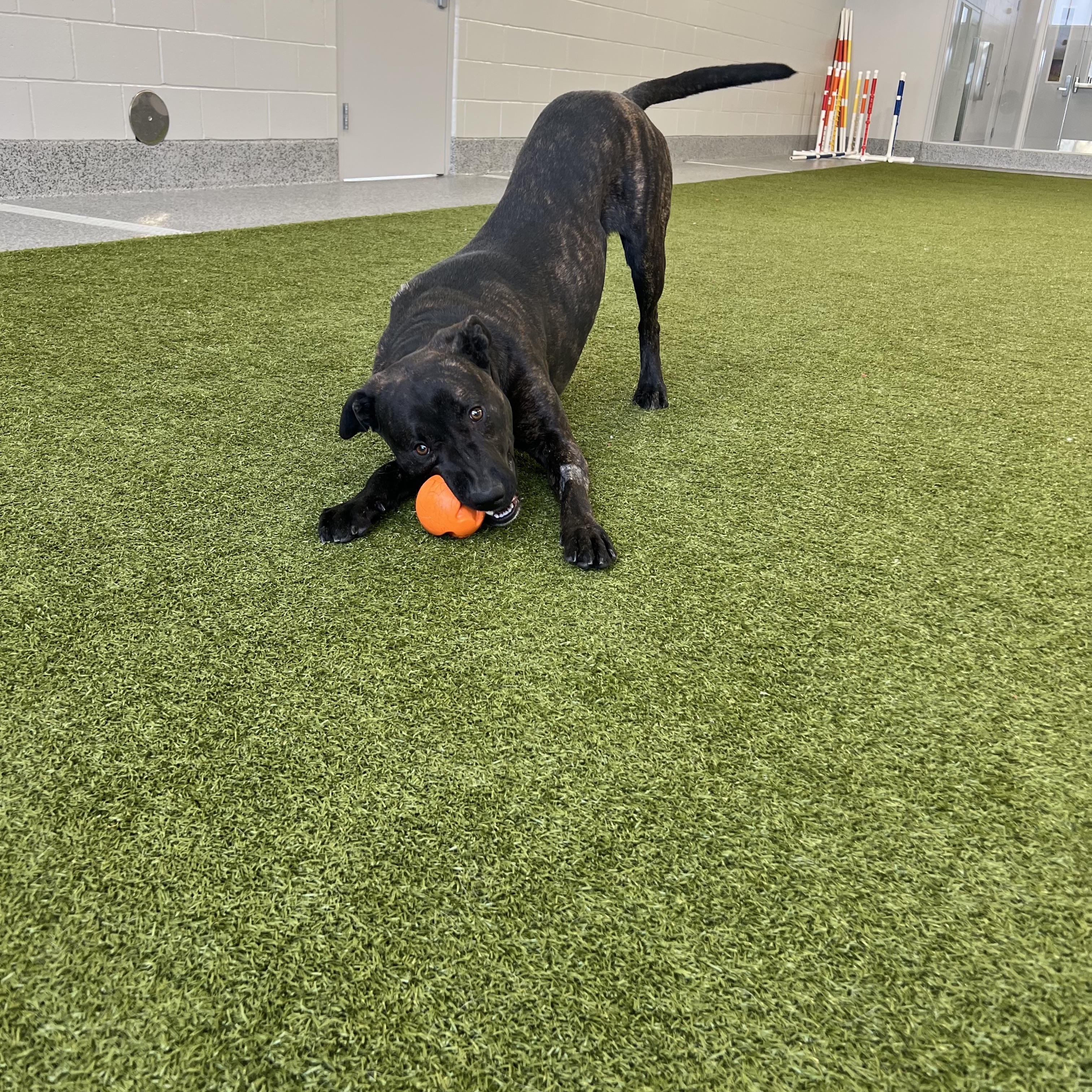 Enlarge Prince- Long Timer Special!, an adoptable mixed breed in Cedar Rapids, IA image 5/5