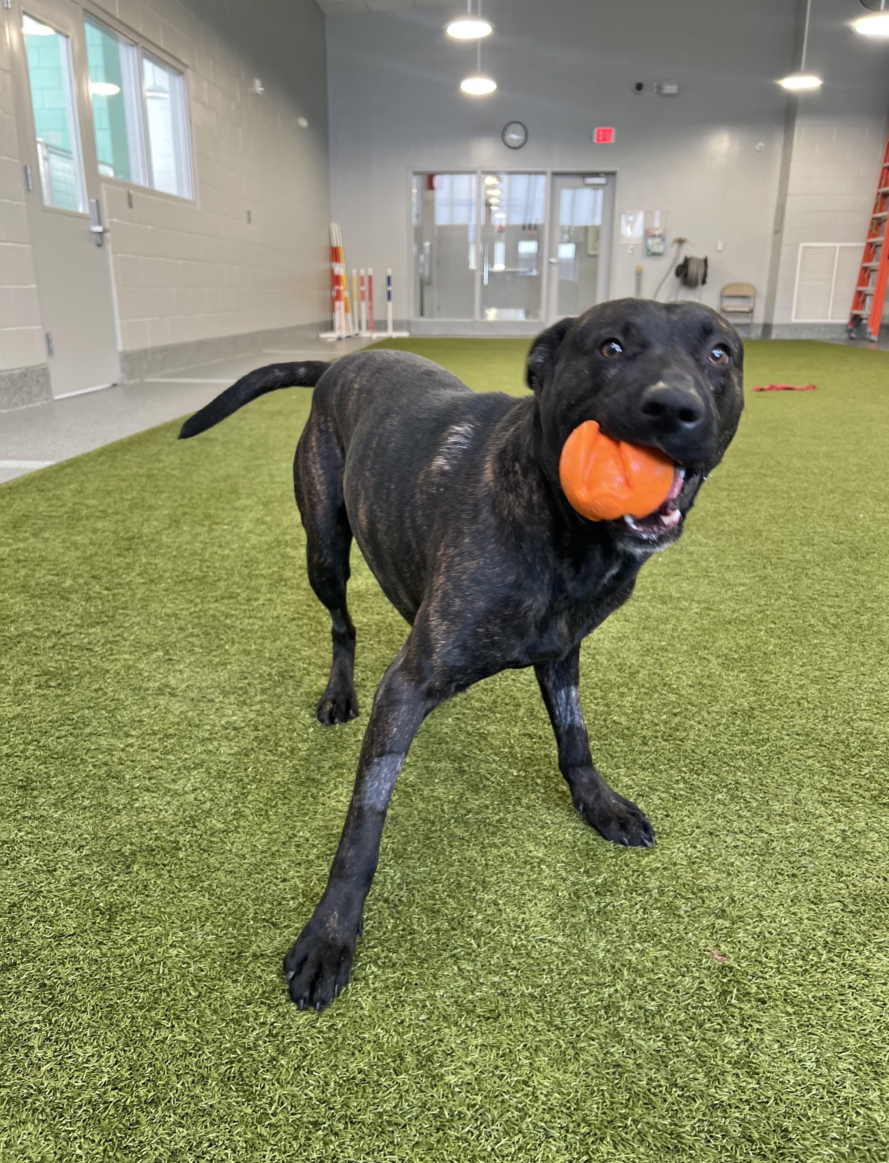 Enlarge Prince- Long Timer Special!, an adoptable mixed breed in Cedar Rapids, IA image 3/5