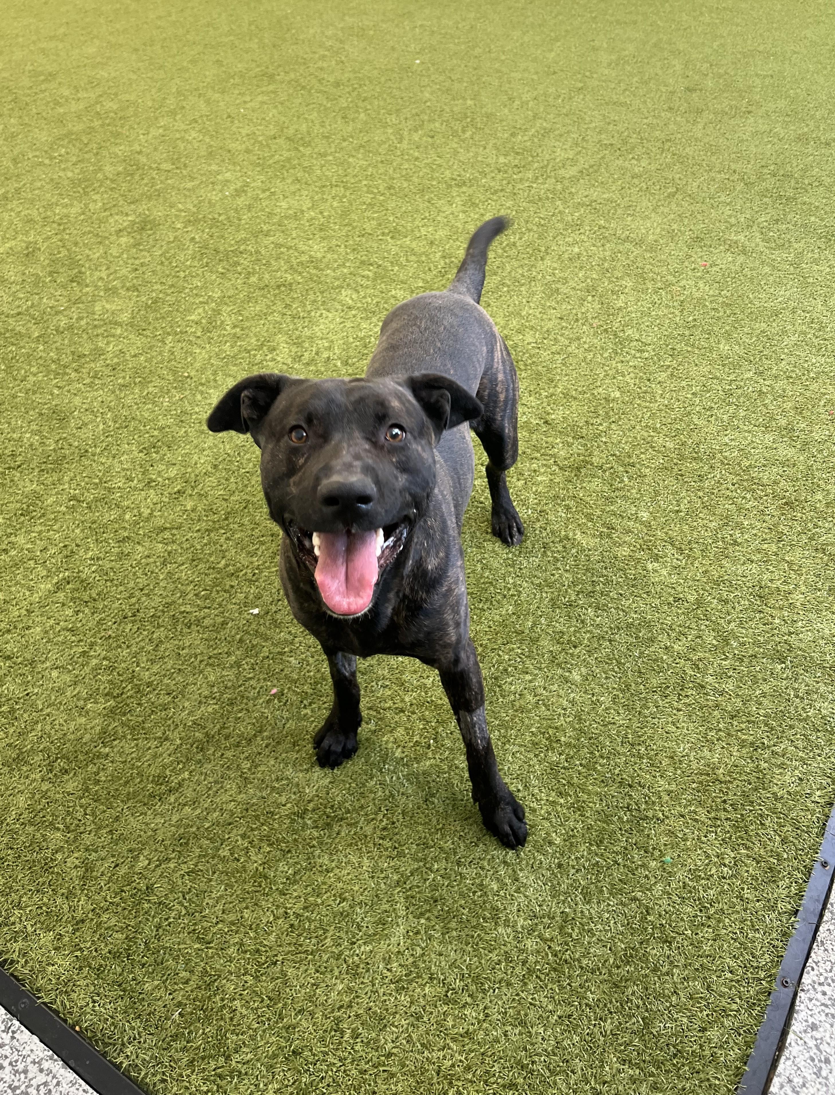 Enlarge Prince- Long Timer Special!, an adoptable mixed breed in Cedar Rapids, IA image 4/5