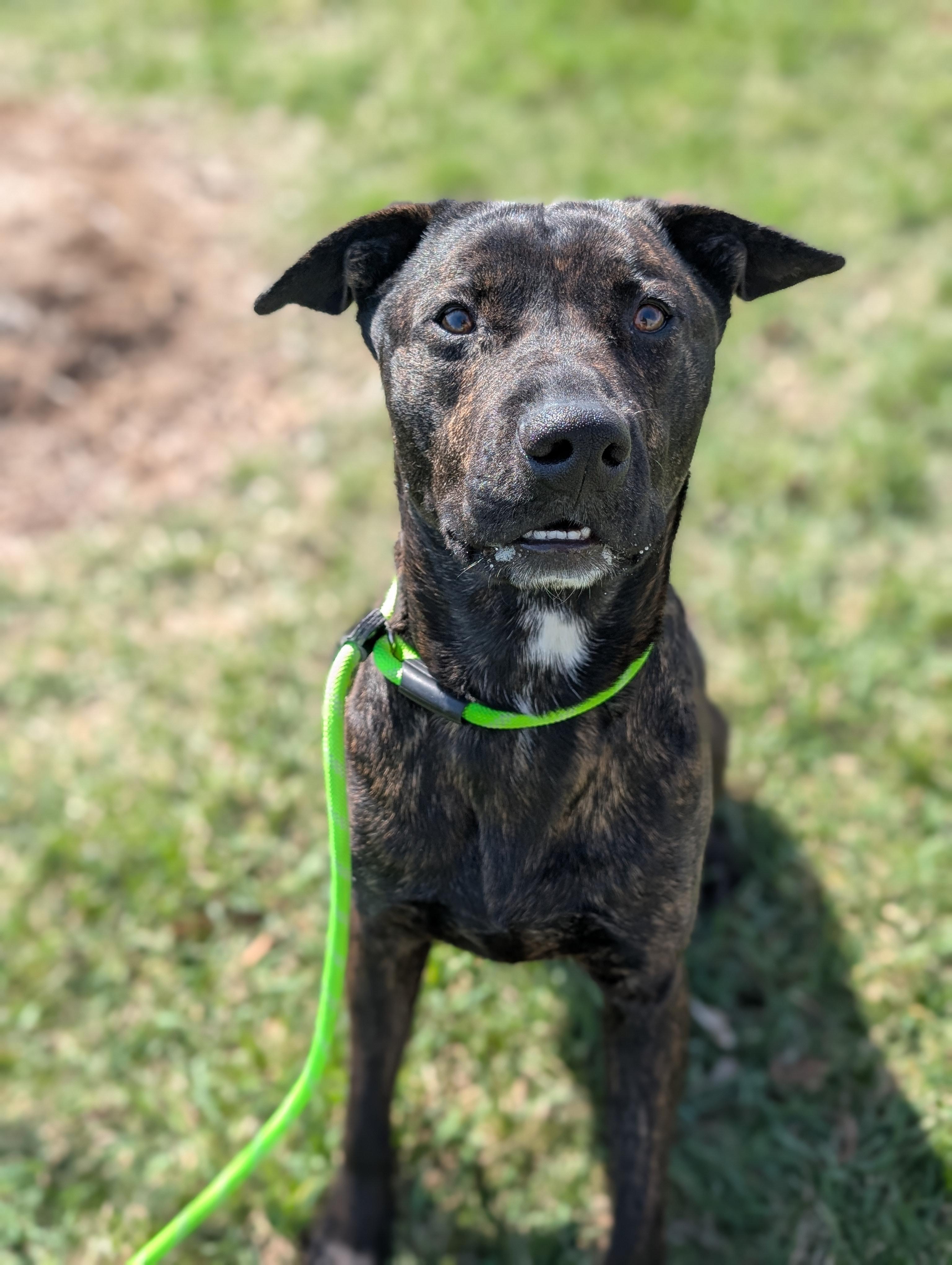 Enlarge Prince- Long Timer Special!, an adoptable mixed breed in Cedar Rapids, IA image 2/5