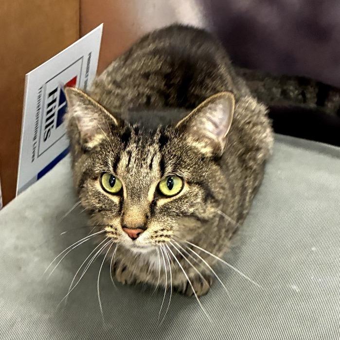 Axel, Adoptable, Adult Male Domestic Short Hair.