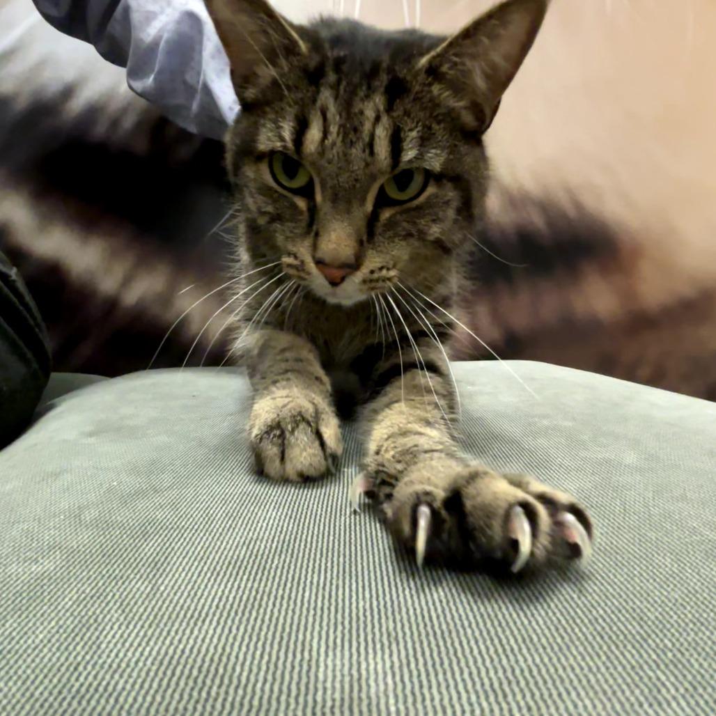 Enlarge Axel, a Adoptable Domestic Short Hair in Shelbyville, IN image 2/2