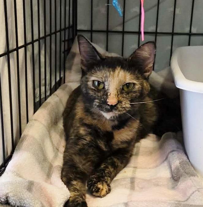 Enlarge Sarsaparilla aka Sassy , a ADOPTABLE Tortoiseshell in Ocean City, NJ image 1/1