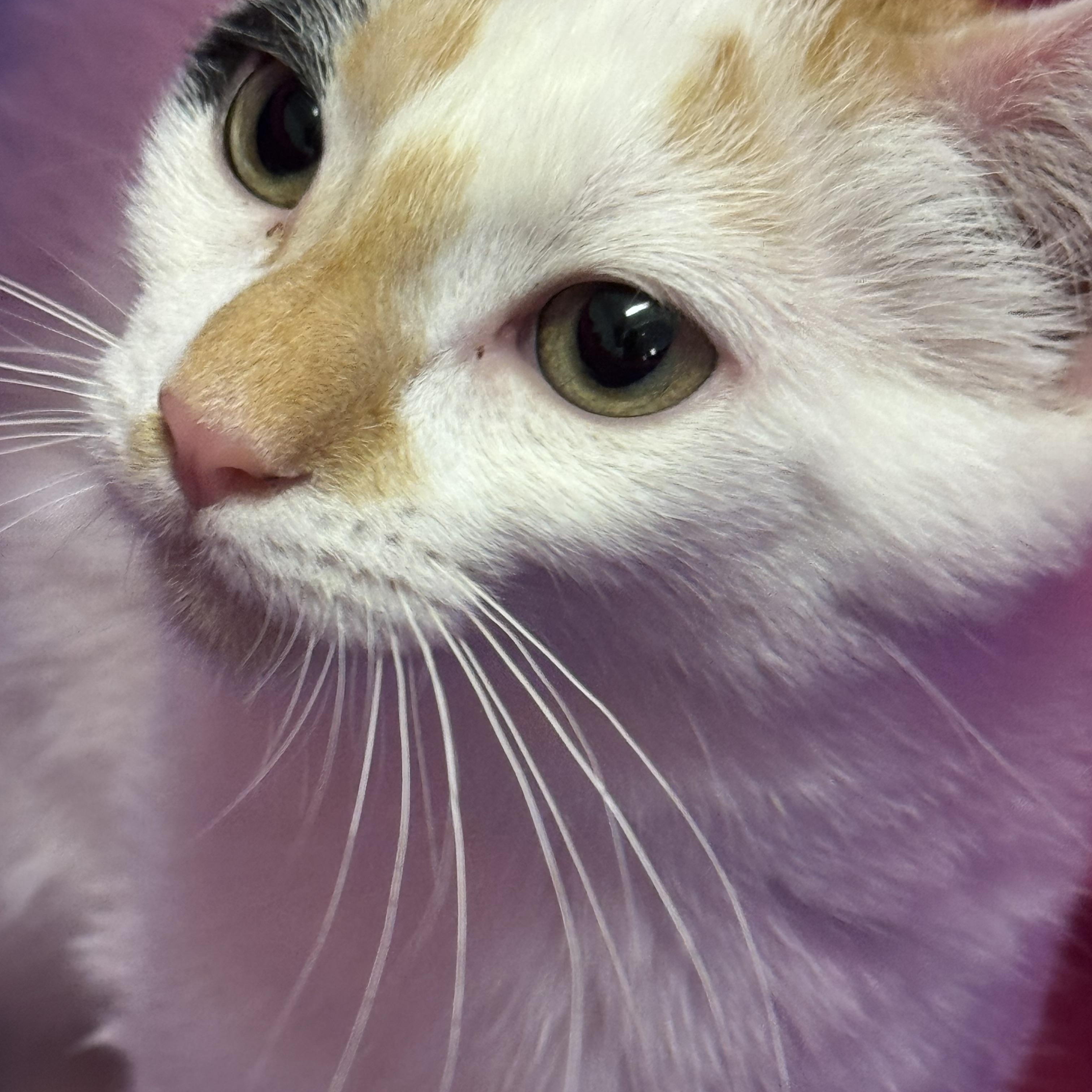 Calypso - Calico - Female Kitten