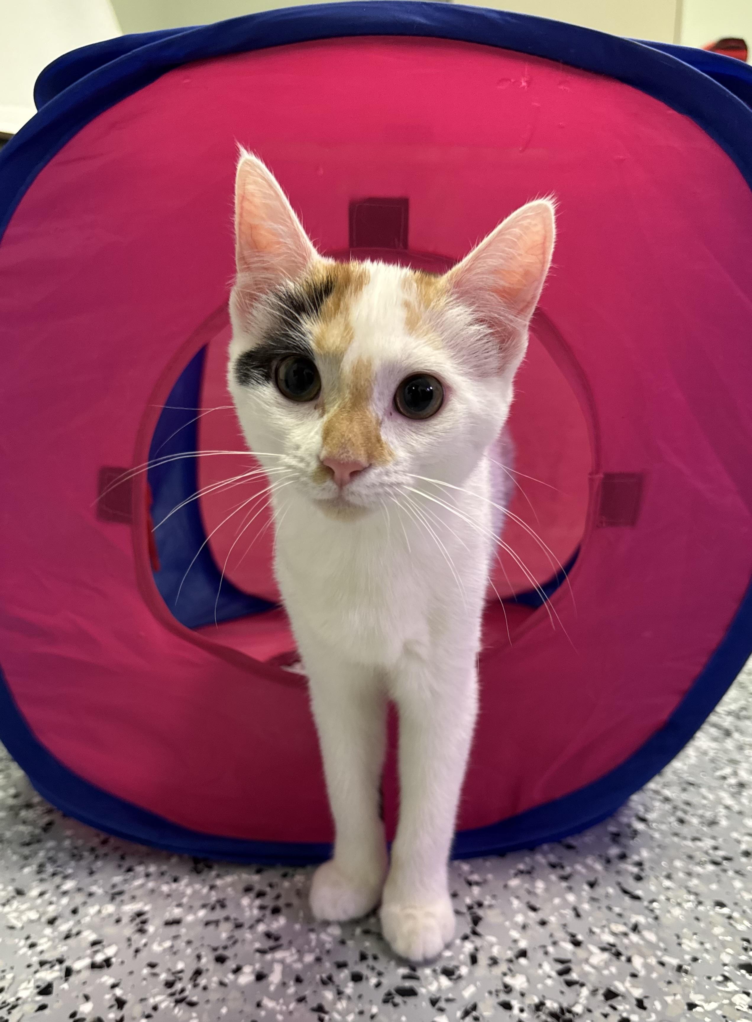 Calypso - Calico - Female Kitten
