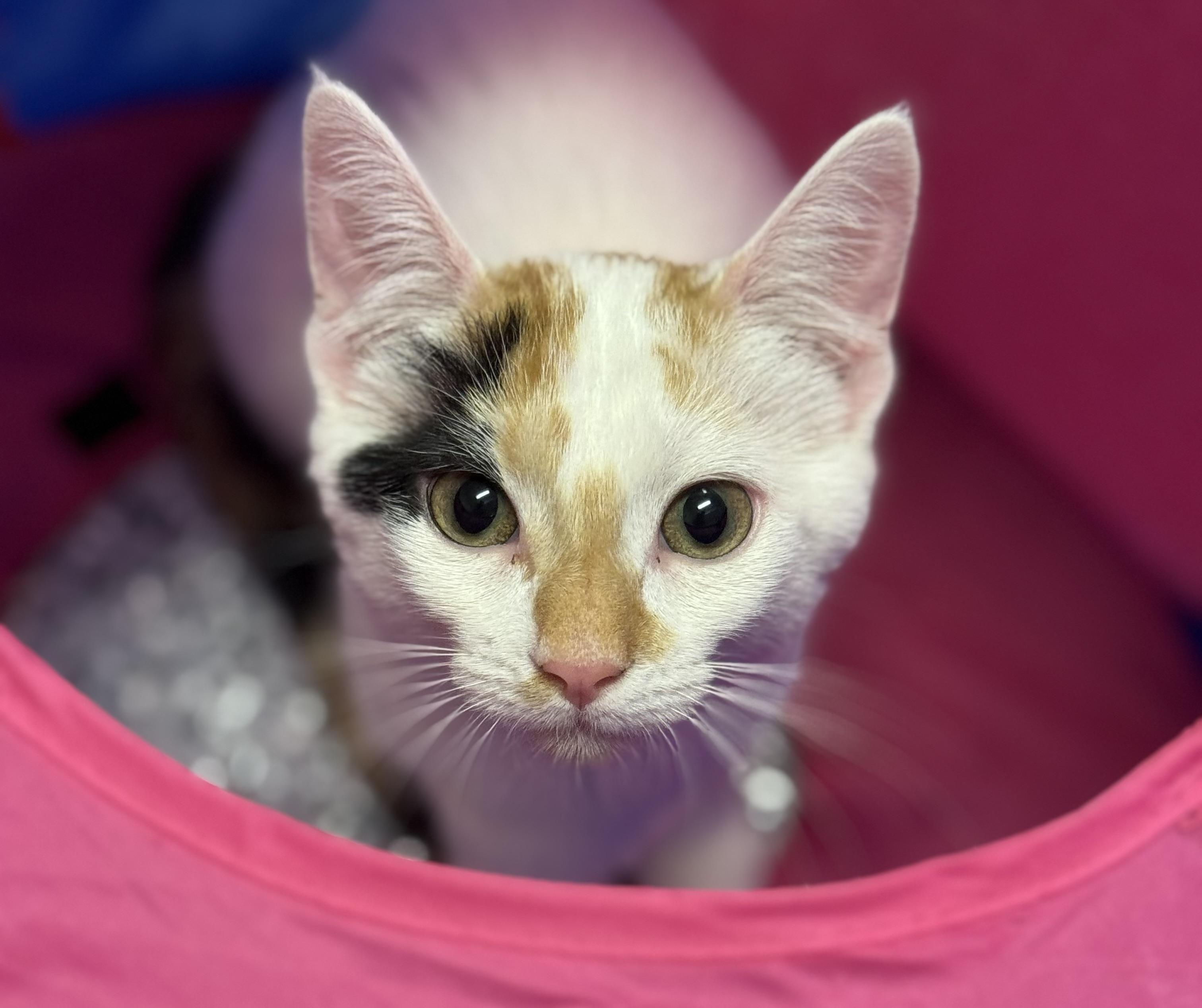 Calypso - Calico - Female Kitten