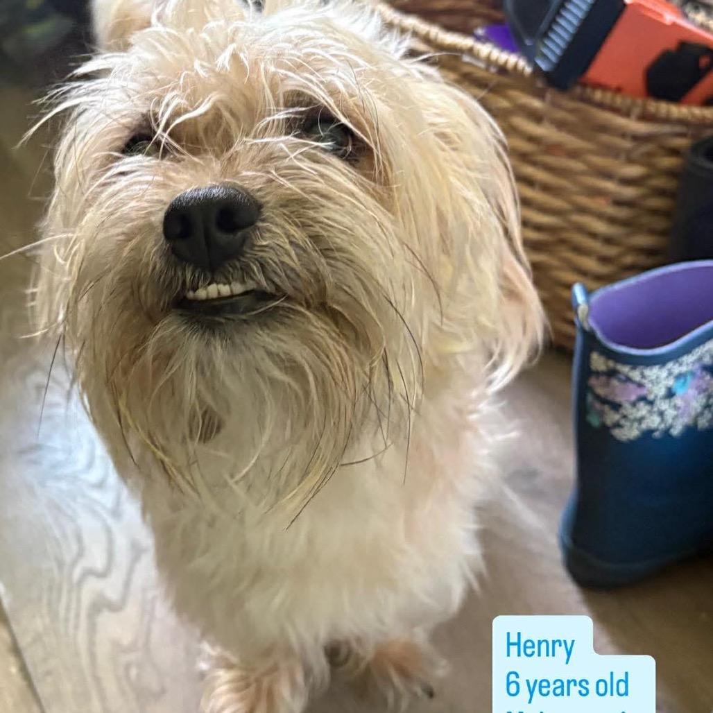 Henry, Adoptable, Adult Male Yorkshire Terrier.
