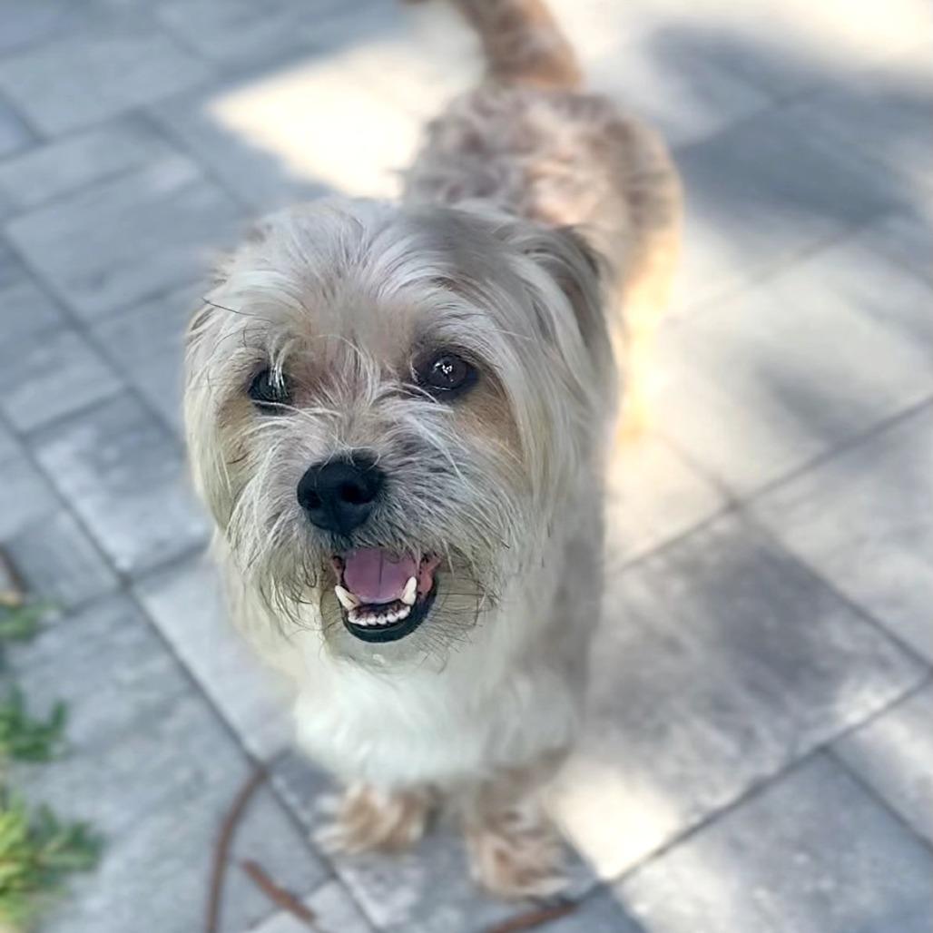 Enlarge Henry, a Adoptable Yorkshire Terrier in Tampa, FL image 2/6