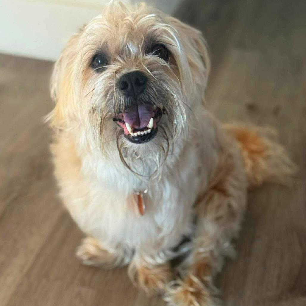 Enlarge Henry, a Adoptable Yorkshire Terrier in Tampa, FL image 3/6