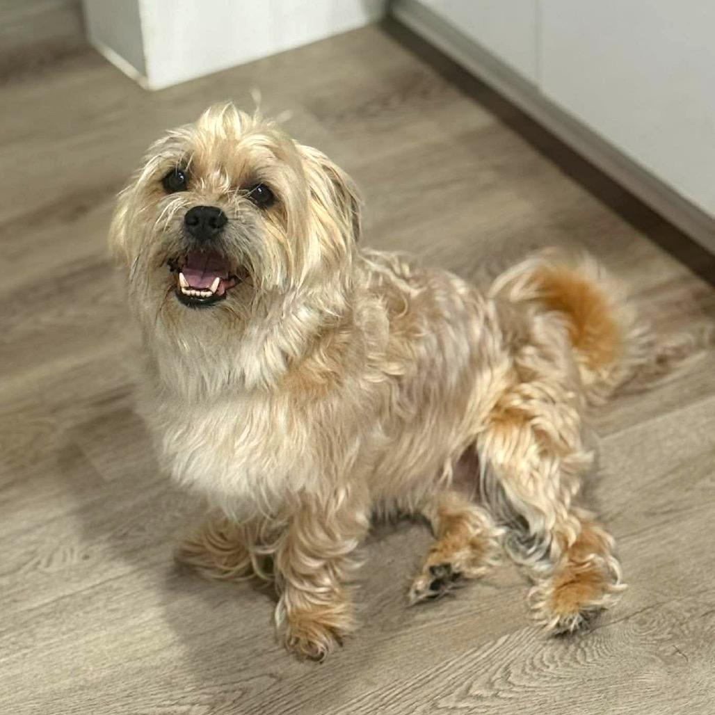 Enlarge Henry, a Adoptable Yorkshire Terrier in Tampa, FL image 5/6